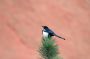 GardenOfTheGods - 35 * Black-billed Magpie